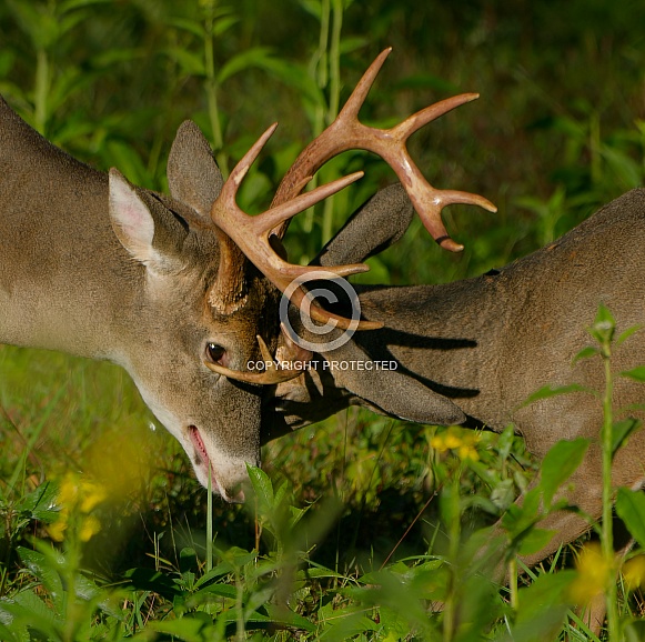 White tail deer
