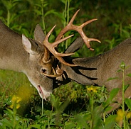 White tail deer