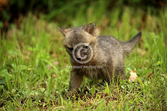 Baby fox in grass