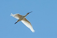 The Eurasian spoonbill