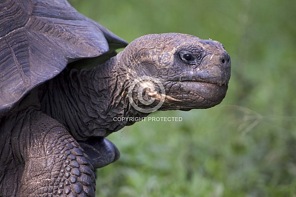Galapagos giant tortoise