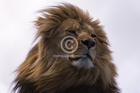 African Lion