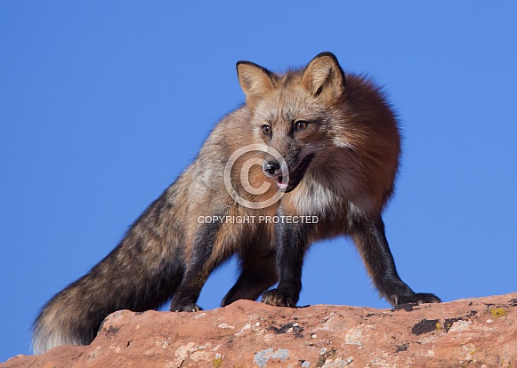 Red fox Vulpes vulpes