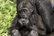 Baby Western Lowland Gorilla Eating