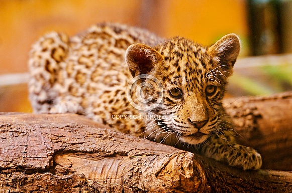 Leopard Cub