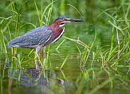 Green Heron