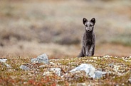 Arctic fox