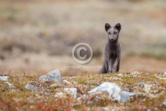 Arctic fox