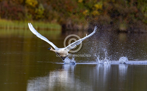 Trumpeter Swan Taking Off in Alaska