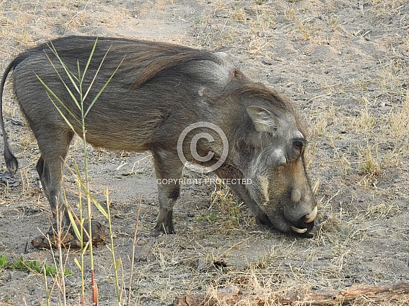 Warthog