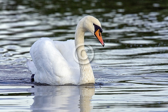 Mute Swans - Cygnus olor