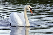 Mute Swans - Cygnus olor