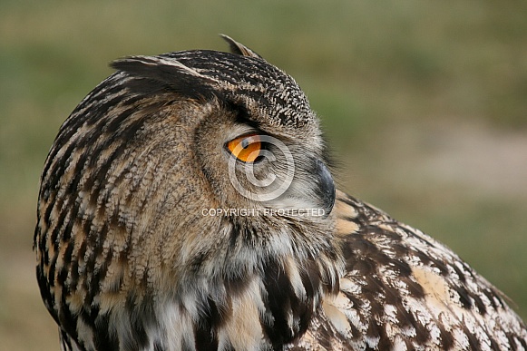 European Eagle Owl