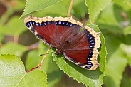Mourning Cloak Nymphalis Antiopa Butterfly