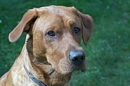Red Fox Labrador