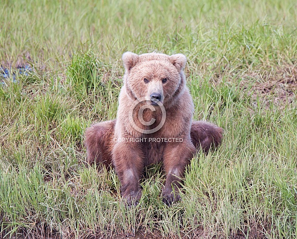Wild Alaskan Brown Bear Wild Alaskan Brown Bear