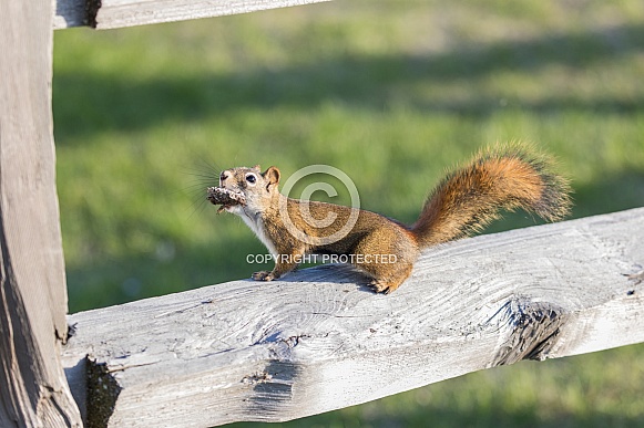 American red squirrel in Alaska