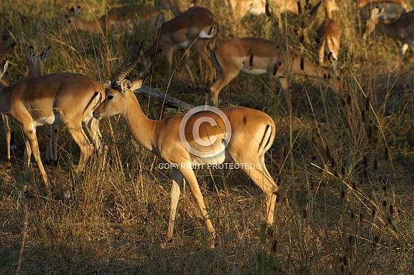 Impala