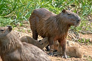 Wild Capybaras in Brazil