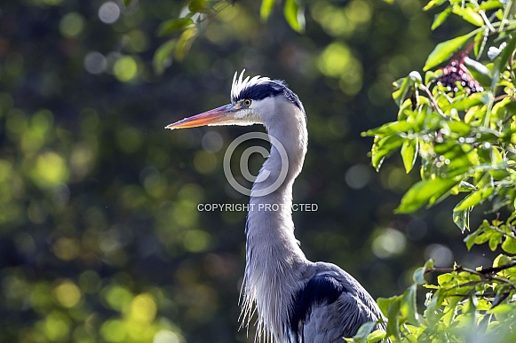 Grey Heron (Ardea cinerea) Grey Heron (Ardea cinerea)
