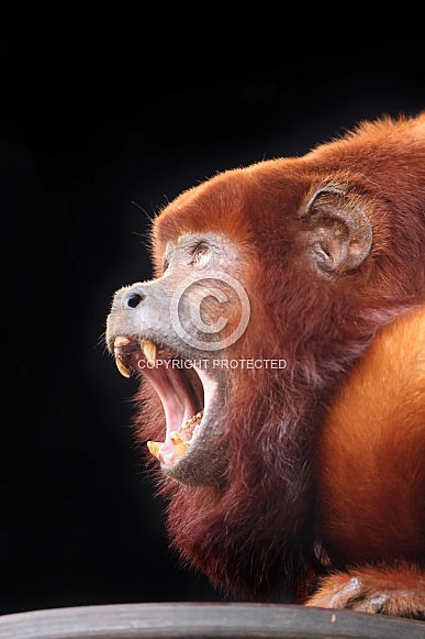Colombian red howler or Venezuelan red howler (Alouatta seniculus) Colombian red howler or Venezuelan red howler (Alouatta seniculus)
