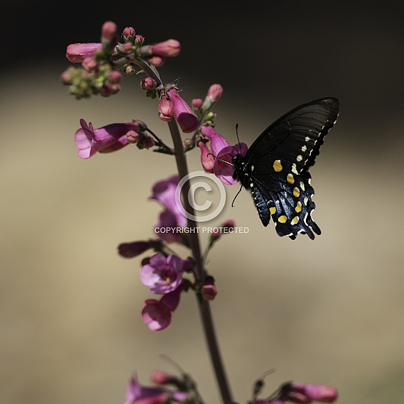 Pipevine Swallowtail - Battus philenor,