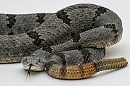 Banded Rock Rattlesnake