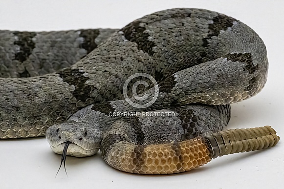 Banded Rock Rattlesnake