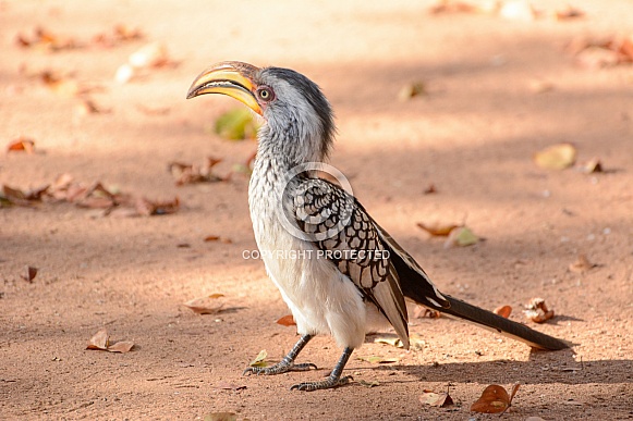 Southern Yellow-billed Hornbill