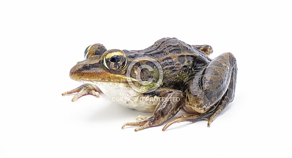 Southern leopard frog - Lithobates sphenocephalus or Rana sphenocephala - isolated on white background side front profile view Southern leopard frog - Lithobates sphenocephalus or Rana sphenocephala - isolated on white background side front profile view