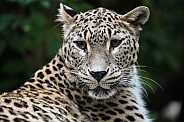 North Persian Leopard