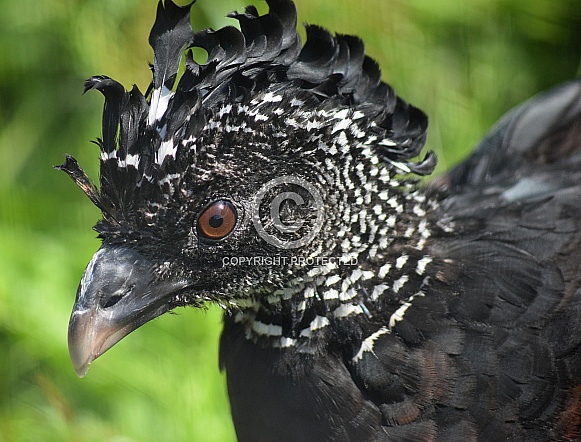Great Currasow