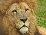 African lion
