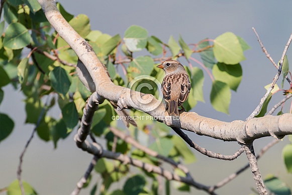 Female or Juvenile White-crowned Sparrow in Alaska Female or Juvenile White-crowned Sparrow in Alaska