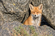 Red Fox