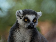 Ringtailed lemur