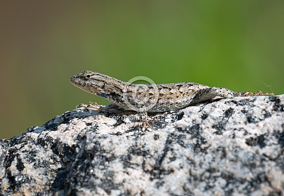 Prairie Lizard