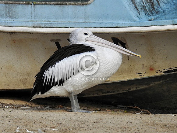 Australian pelican