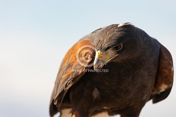 Harris Hawk, Parabuteo unicinctus