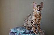 Savannah Cat