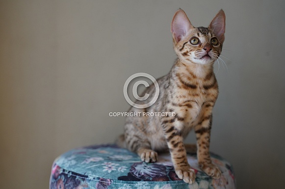 Savannah Cat