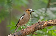 The hawfinch male