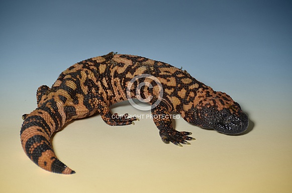 Gila Monster or Beaded Lizard Gila Monster or Beaded Lizard