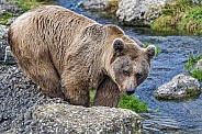 Bear at the river