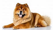 Chow Chow - Canis lupus familiaris - is a spitz type of dog breed originally from Northern China known for a very dense double coat.  Laying down isolated on white background