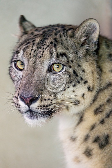 Snow Leopard Portrait