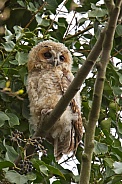 The Tawny Owl