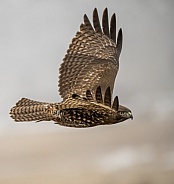 Red tail hawk flying against a gloomy sky