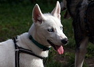 White Husky puppy