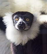 Lemur